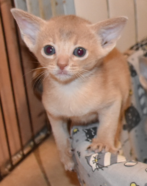 котик фавн