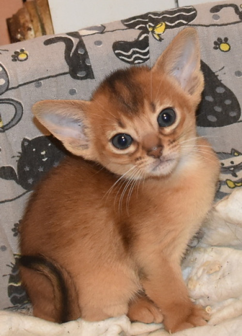 Кошечка дикого окраса