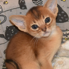 Кошечка дикого окраса
