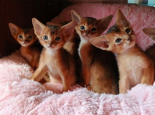 котята от Ариадны