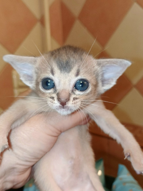 голубой котик (Копировать)