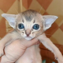 голубой котик (Копировать)