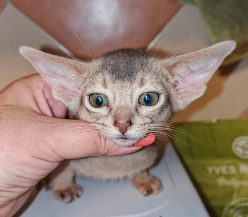 голубой котик