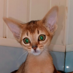 котик от Леи
