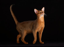 k57PFEe-3eZ-Ft16SCMWnj5jlEmEUu3mOUMMtb0OsBQy_9L7GwMPcr19klkCcd4jIrWGkTV1C-wUupYL0Xpy0Ive.jpg