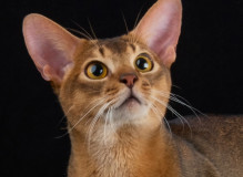 onLkMhIQT9_f3zWbIrziXyu-Or7qE3_oBQBZSG_QkdWZnkfiyWopytgOe8-rBnnLeJ_iOh0lJFUrz0GcuG_4X5GL.jpg