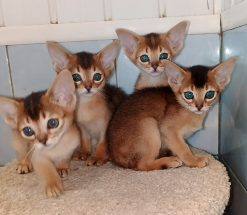 котята Леи