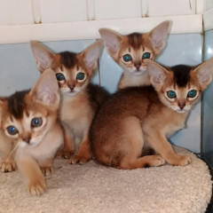 котята Леи